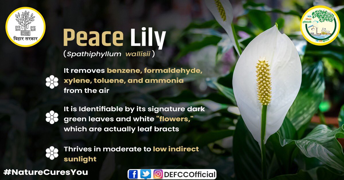 DEFCCOfficial's tweet photo. 🌷The Peace Lily is a visually appealing #indoorplant for its unique white flowers.
💧It has a very high rate of transpiration.
🎍It can be grown in variety of pot sizes and hold up extremely well in interiorscapes of a house.
#NatureCuresYou #KnowYourFlora #Peacelily https://t.co/wfzQ9GAZCi