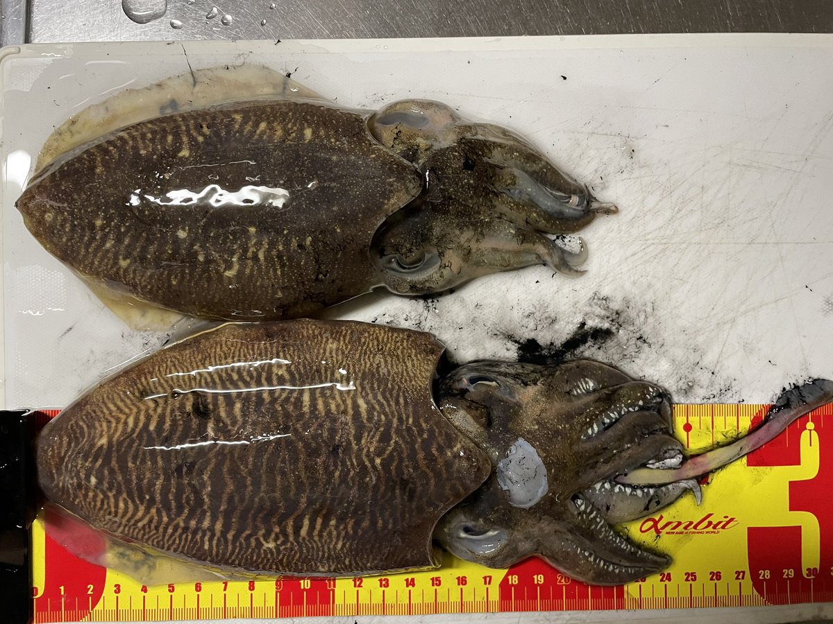 はま 前が良すぎたんだ ジカタでコウイカ エギングロッドは入荷待ちなので シーバスロッドで代用 岡山 倉敷 エギング コウイカ 釣果