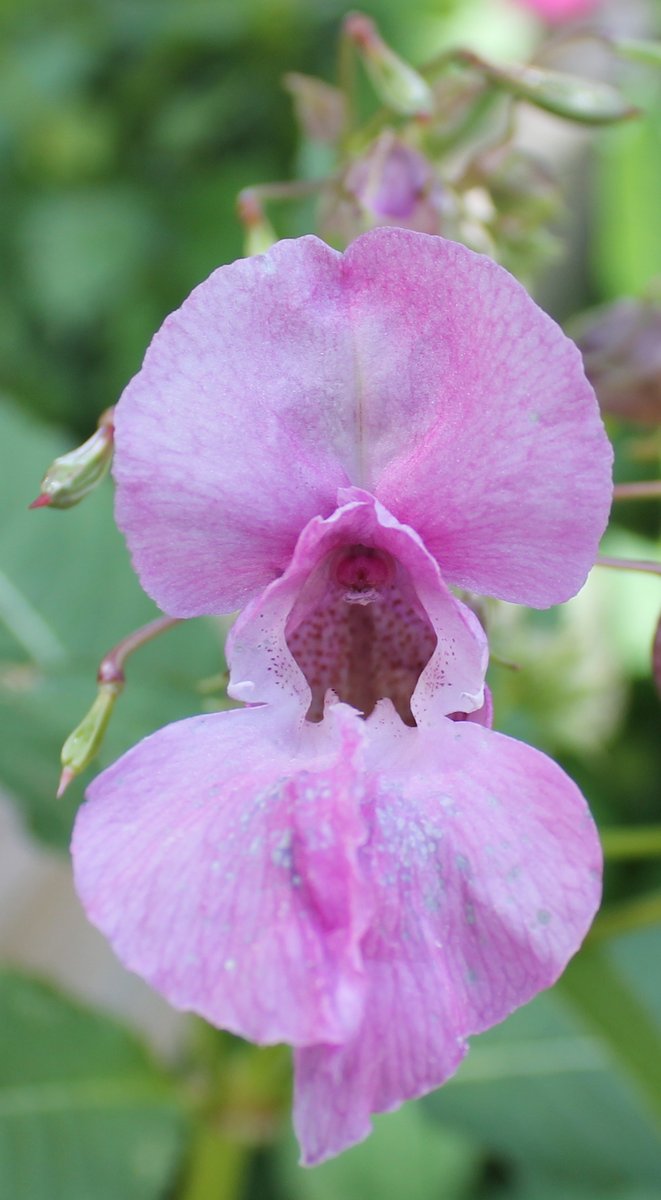 afewmilesmore's tweet photo. #Top4Exotic in the UK
โ Wilson's phalarope, N. American vagrant, seen last summer @LymKeyRanger
โ Invasive N. American Signal crayfish (sadly, more common than exotic now)
โ Himalayan balsam, invasive species
โ An iris in our garden yesterday
#Top4Theme hosts tagged โฌ๏ธ https://t.co/1uBKrzBVZc