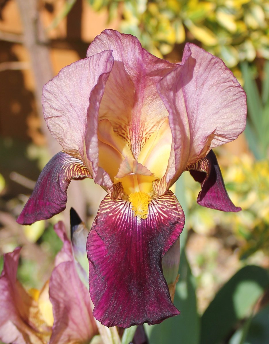 afewmilesmore's tweet photo. #Top4Exotic in the UK
โ Wilson's phalarope, N. American vagrant, seen last summer @LymKeyRanger
โ Invasive N. American Signal crayfish (sadly, more common than exotic now)
โ Himalayan balsam, invasive species
โ An iris in our garden yesterday
#Top4Theme hosts tagged โฌ๏ธ https://t.co/1uBKrzBVZc