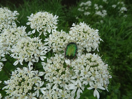 ZooLibrariANN's tweet photo. Lovely day to be participating in some #CitizenScience! Three of us plus dog have been carrying out an #OutfallSafari on the Lower Duke's River. Still a bit more to check & so much to see! Here are just a couple of the animals we met - a basking terrapin & rose chafer beetle. https://t.co/4ApYCHYPKN