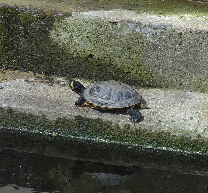 ZooLibrariANN's tweet photo. Lovely day to be participating in some #CitizenScience! Three of us plus dog have been carrying out an #OutfallSafari on the Lower Duke's River. Still a bit more to check & so much to see! Here are just a couple of the animals we met - a basking terrapin & rose chafer beetle. https://t.co/4ApYCHYPKN