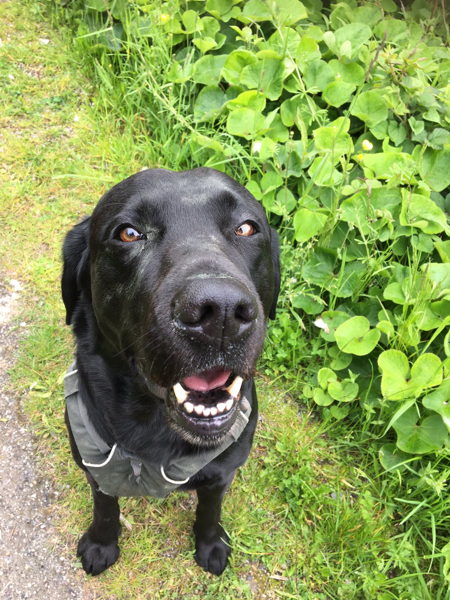 gofetchdogwalk tweet picture