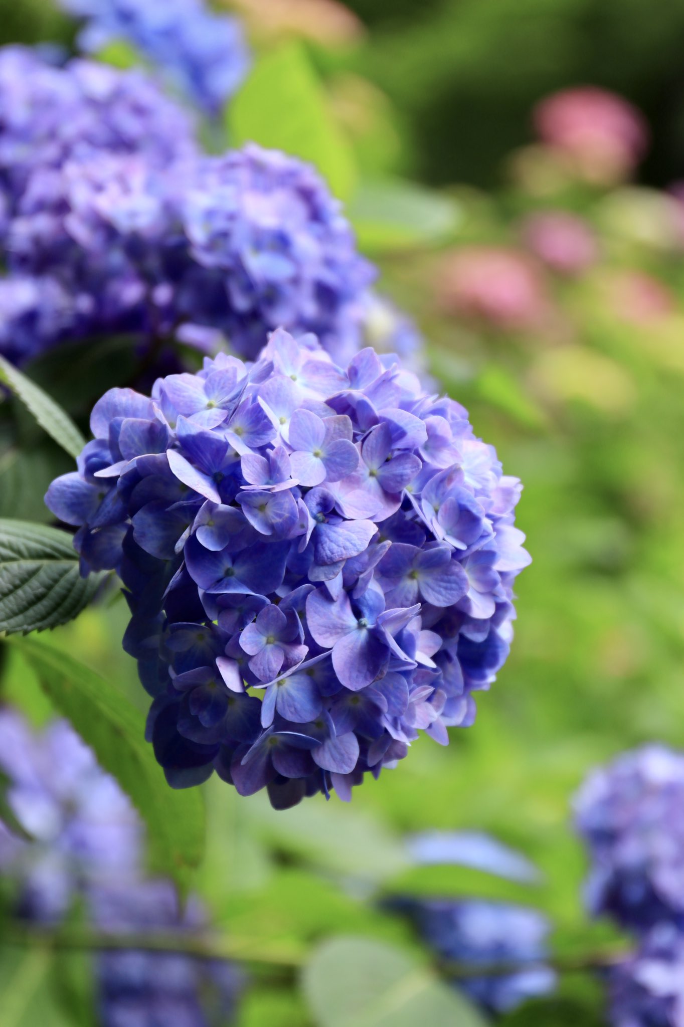 Sato 紫陽花 秋葉公園 写真好きな人と繋がりたい コロナに負けるな T Co Zbde2r4i9t Twitter