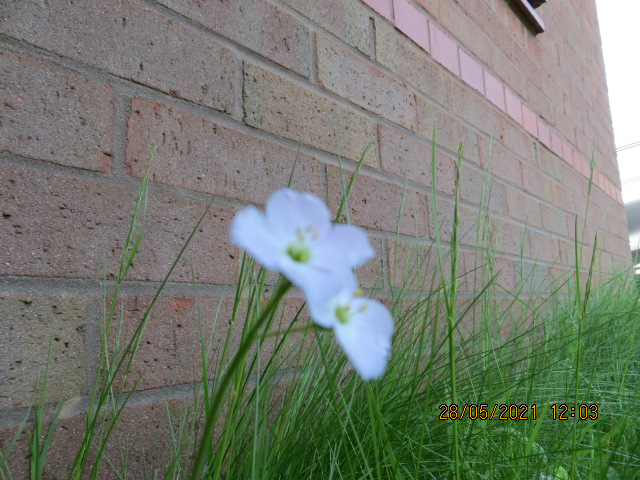 #Cuckooflower or #LadysSmock #NoMowMay