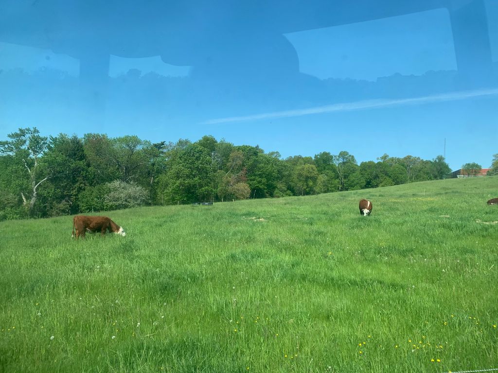 EssexNorthShore's tweet photo. Beautiful day on the Farm! #ENSFarm #AgEdu #CareerTechEd #HawkTalk #CreateEncouragePromoteDevelop #ENSATS https://t.co/A15pCIcmUW