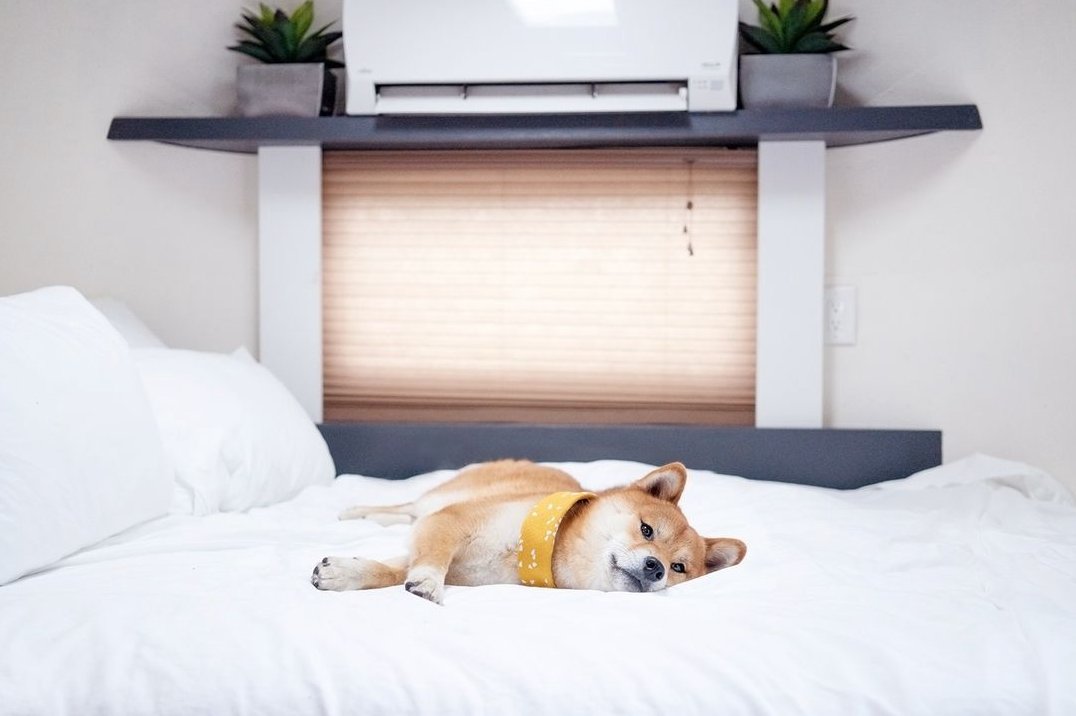 HighwayWestVaca's tweet image. Enjoy a staycation and bring your pup with you to your favorite pet-friendly resort, Flying Flags.

#myhwvmoment
#flyingflags #petfriendly
#discoverbuellton
#staycation