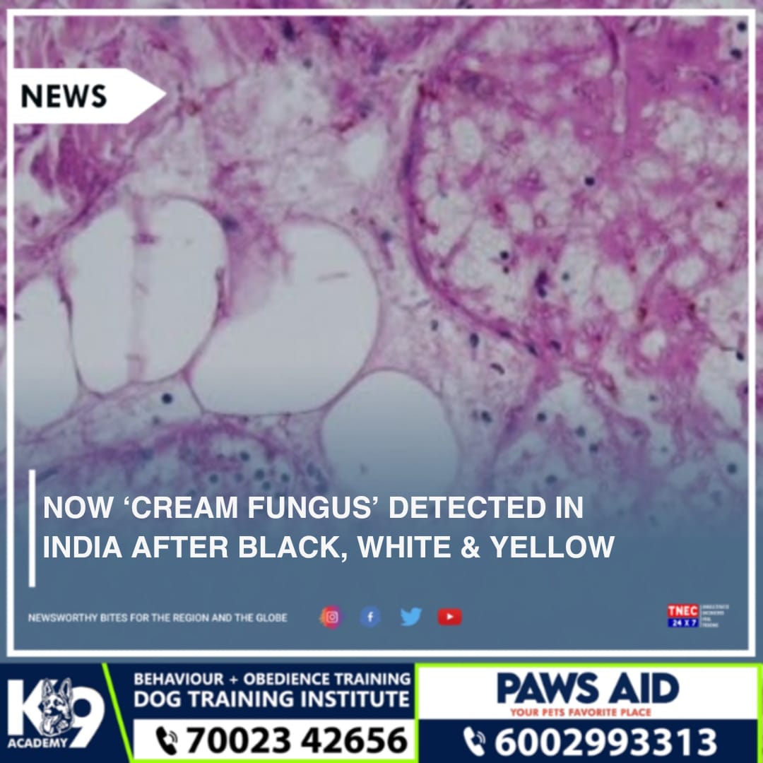 tnec_IN's tweet photo. A new variant of Fungus, Cream Fungus has been reported in Jabalpur district in the Indian State of Madhya Pradesh. The patient detected with the fungus is being treated by ENT department at Netaji Subash Chandra Bose Medical College.

With the surge in Covid cases (1/n) https://t.co/LC0QPYmxOG