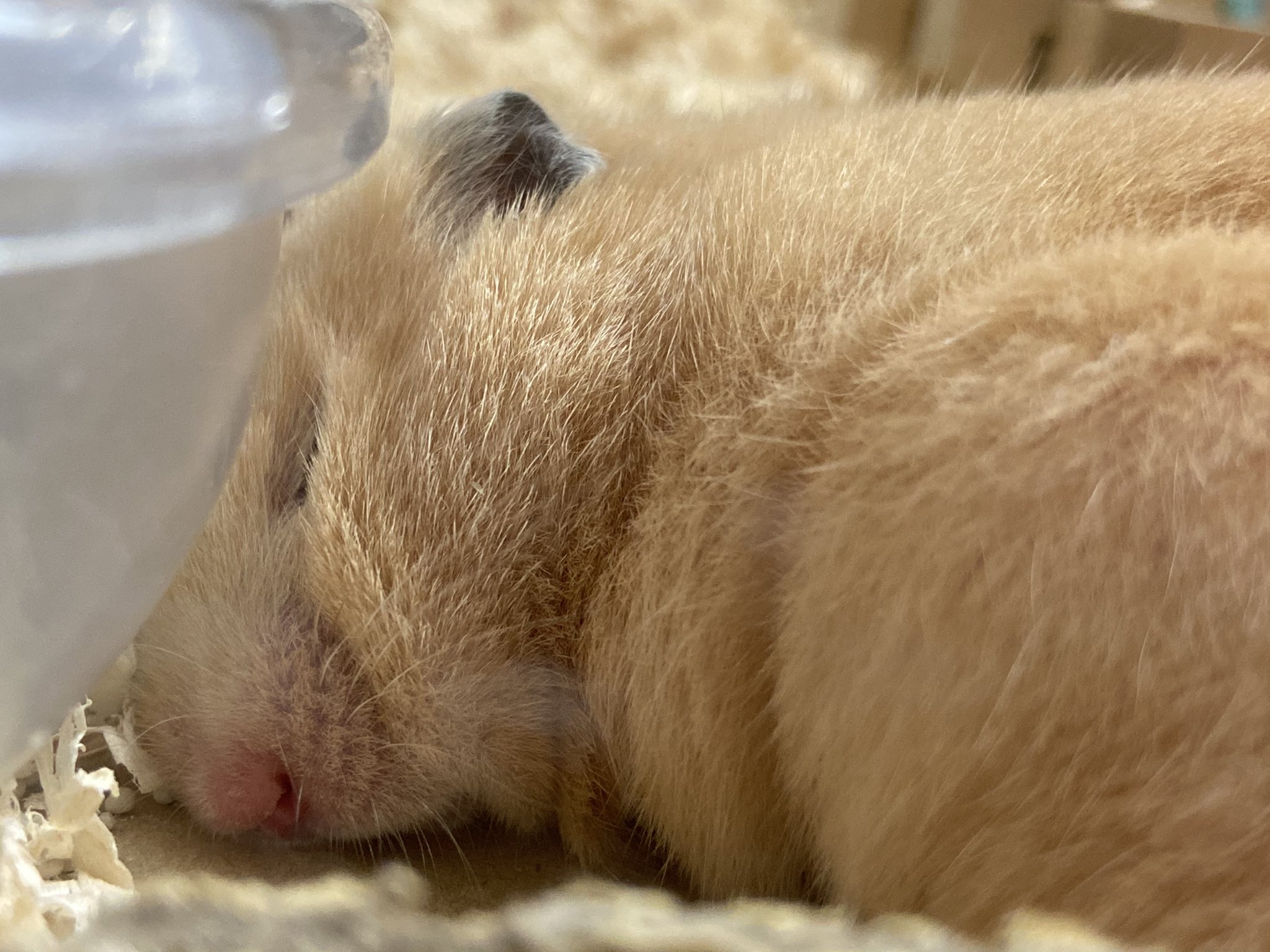 スヤァ Twitter Search Twitter