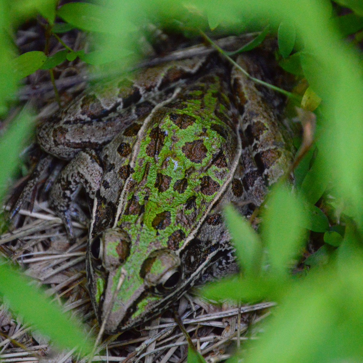 Meanwhile in the forest... let’s play hide and seek. #southernleopardfrog #lifeisbetteroutsude #hardscramble #natureasteacher