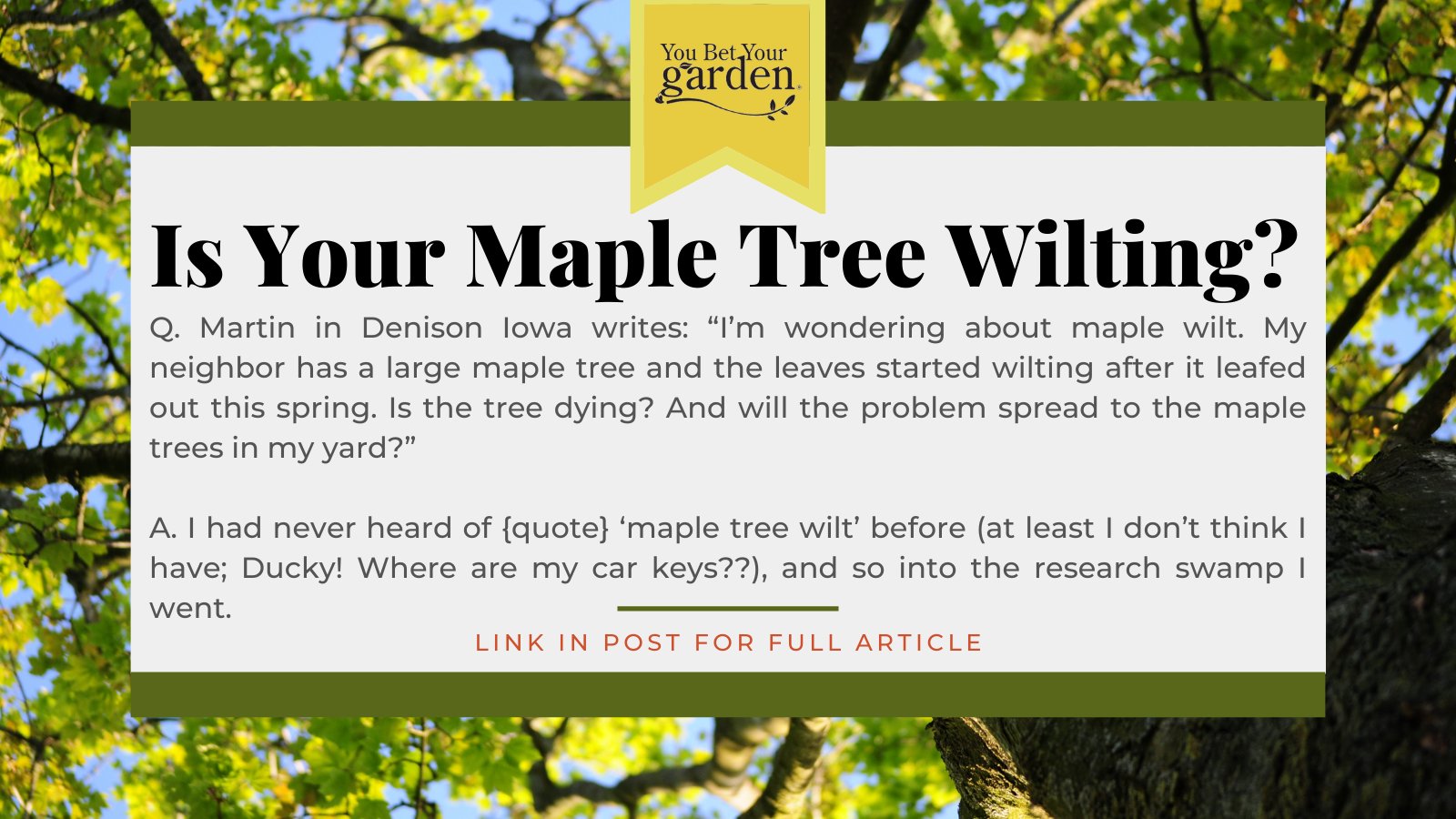 Gardens Alive! on Twitter "How does maple wilt infect trees?🌳 In this