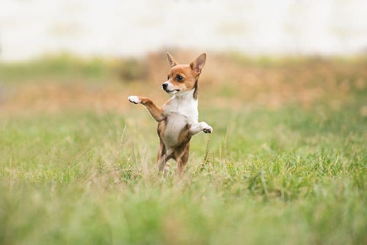 dogdotstories's tweet photo. This is a great way to begin to train him to go outside.

Read more 👉 https://t.co/MaGtEqmlwH

#DaysRoutine https://t.co/J0nIxaEAoD
