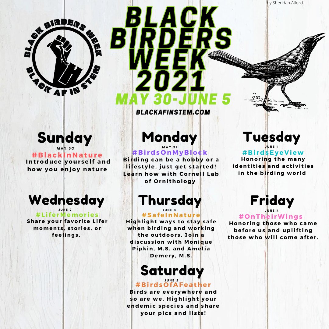 So close to #BlackBirdersWeek2021 😱. Get ready to interact virtually for a variety of birdy events. Kicking off Sunday with #BlackInNature networking and wrapping up Saturday with a 24hr birding event. Daily prizes &amp; giveaways. Join the fun! BlackBirdersWeek.com