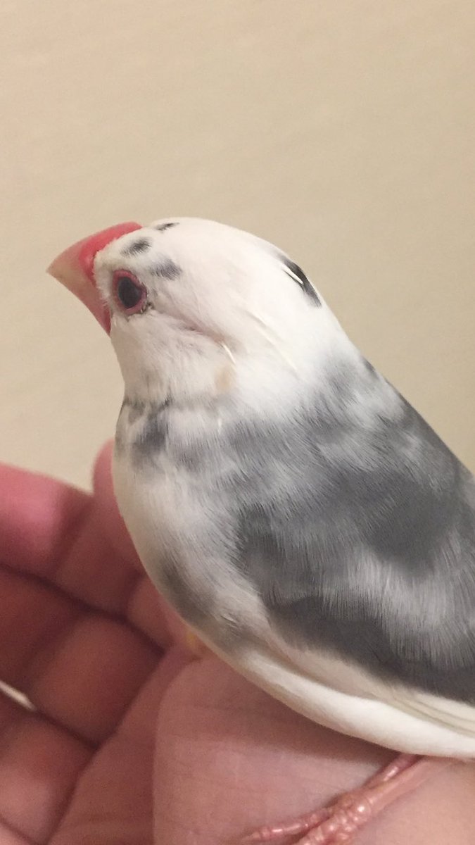 ぴよた ぶんちゃんは前から １つ シナモン色の場所があるんです いつか シナモン文鳥になるんです