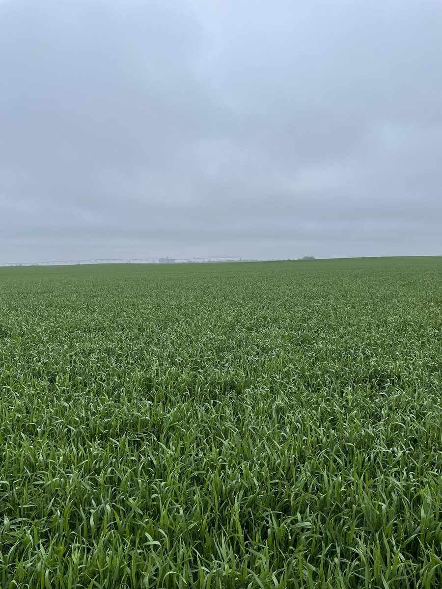 KumpfTim's tweet photo. Doesn’t matter to me what company you represent but certified wheat pays dividends https://t.co/Q38MNls9xl