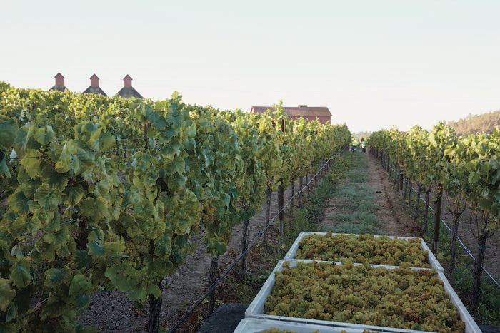 SommFoundation tweet media