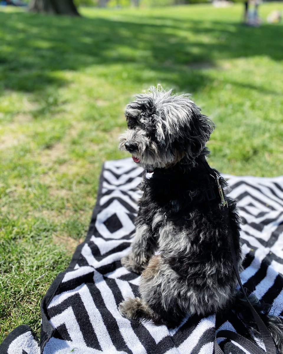 hashtagcavapoo's tweet photo. I’m a fall pup but I’m liking this whole #summer thing ☀️ What are your favorite things to do in the warmer weather?
#HashtagCavapoo #Cavapoo https://t.co/EhoZZrQoyN