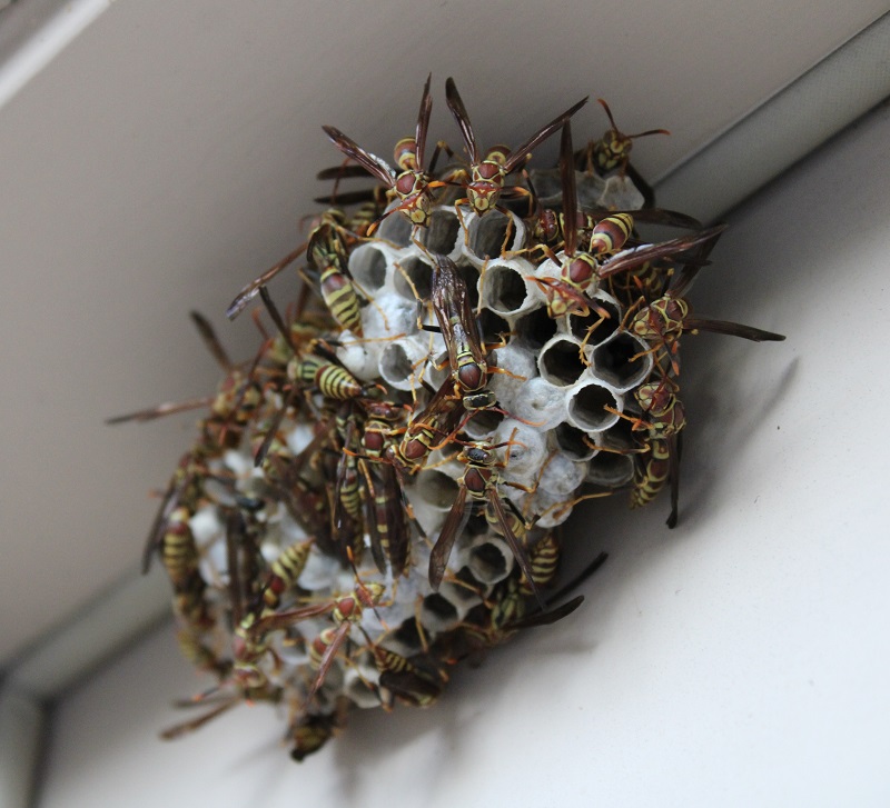 Need pest control service in Springfield MO and surrounding areas? Expert Pest Solutions has affordable services to rid your home of pests. 
expertpests.com/pest-control-s…
#ExpertPestSolutions #pestcontrolnearspringfieldmo  #pestcontrol  #ExterminatorInSpringfieldMO