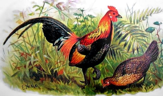 EvolAppJournal's tweet photo. Genome research reveal connections between populations and events in breeding history of chicken
https://t.co/gbOHaS7rPM
by Guo et al
@OrjanGenetiker @yingguo_ @yanjunzan 

#domestication #evolution #chicken #gallus #structure #Genetics #selection https://t.co/hXj0R66qyw