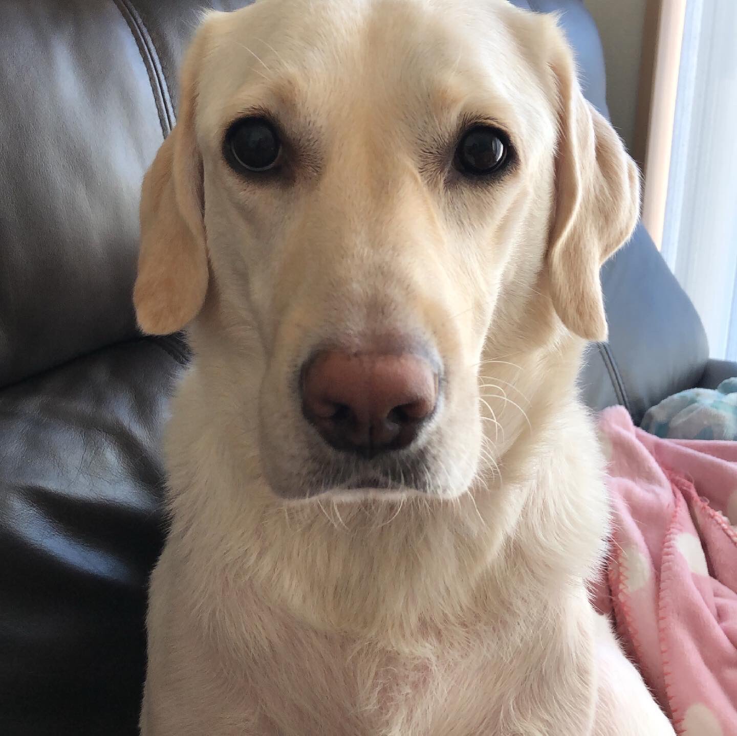 邦くま 甘えん坊の女の子 ジャンヌ キャリアチェンジ犬 関西盲導犬協会 T Co Ufrxkymjb4 Twitter