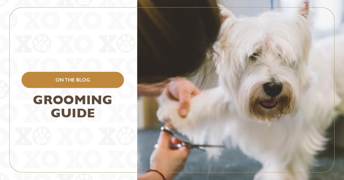 typetcollection's tweet image. Grooming at home? We&apos;ve got you covered with a few tips on our blog.
trishayearwoodpetcollection.com/blogs/grooming…

#typetcollection #trishayearwoodpetcollection #groomingguide