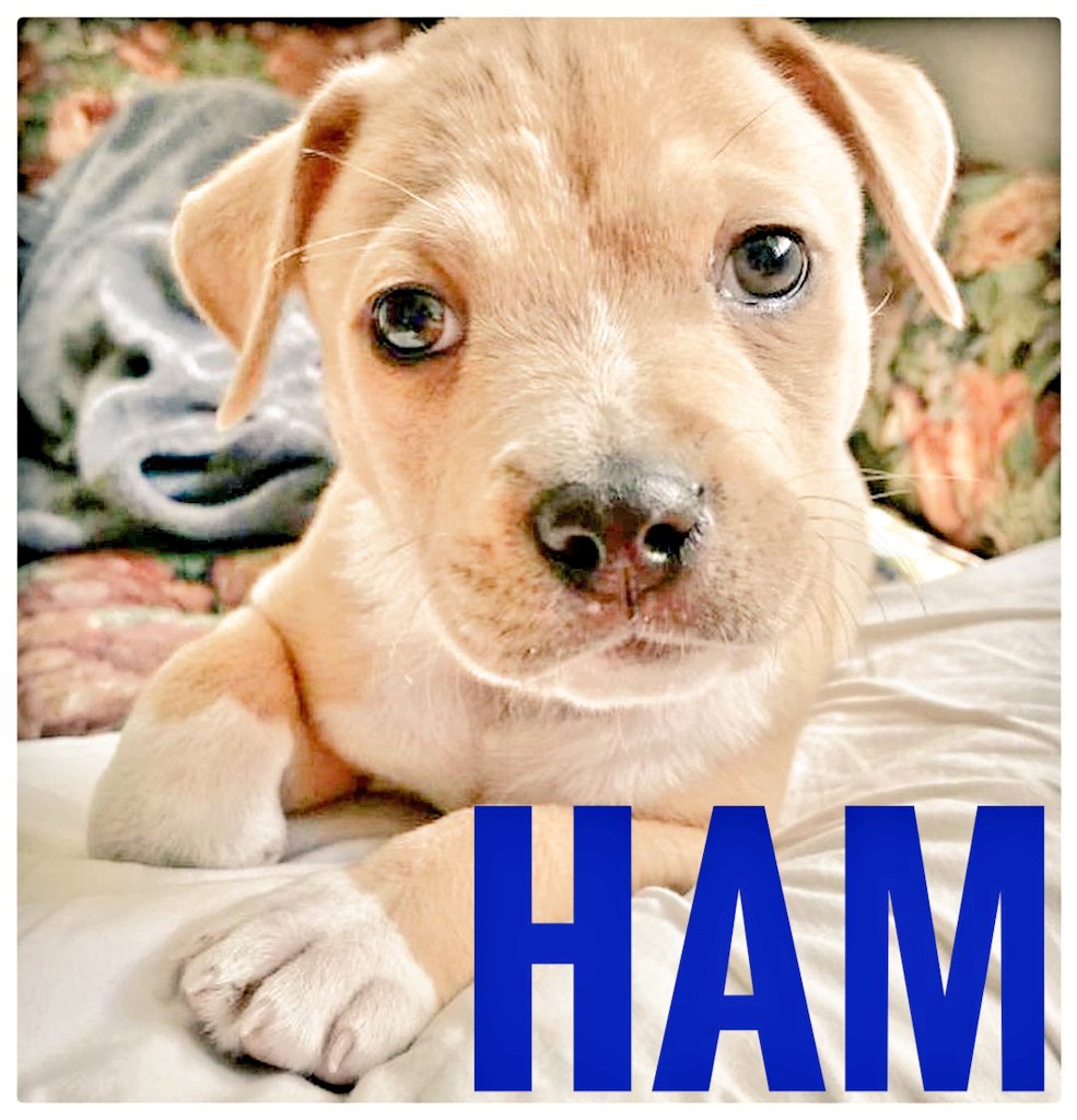 Take Paws Rescue tweet media