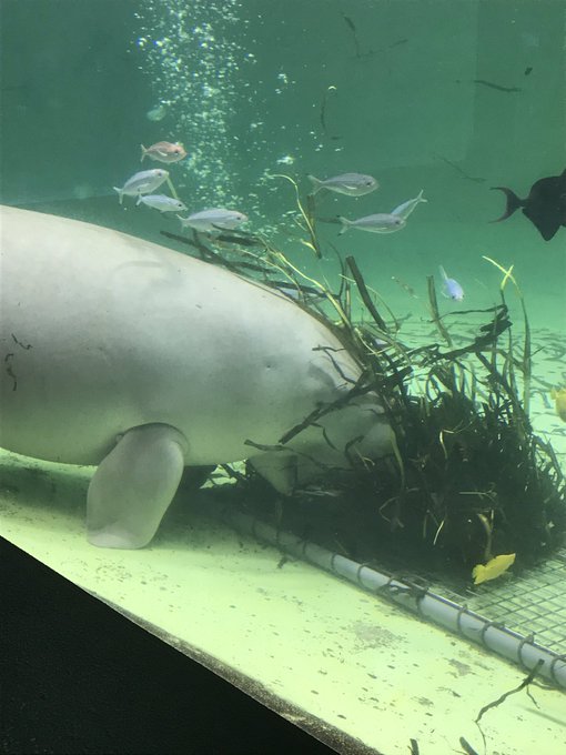 水族館ガールのtwitterイラスト検索結果 水族館ガールのtwitterイラスト検索結果