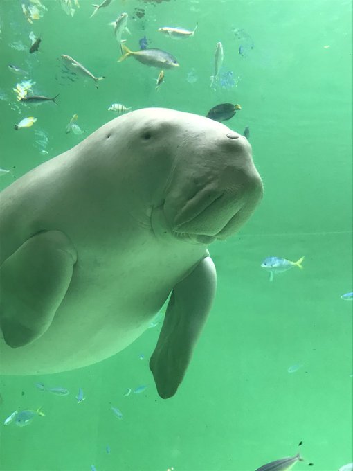 水族館ガールのtwitterイラスト検索結果 水族館ガールのtwitterイラスト検索結果