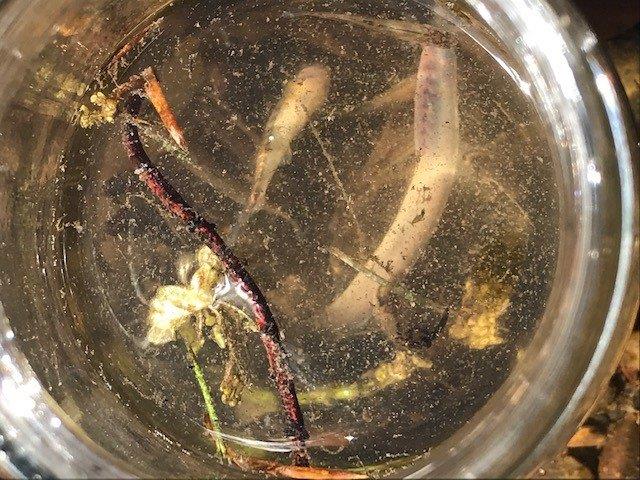 CherryTreeEYC's tweet image. A sucessful day fishing for the Blue Butterflies!