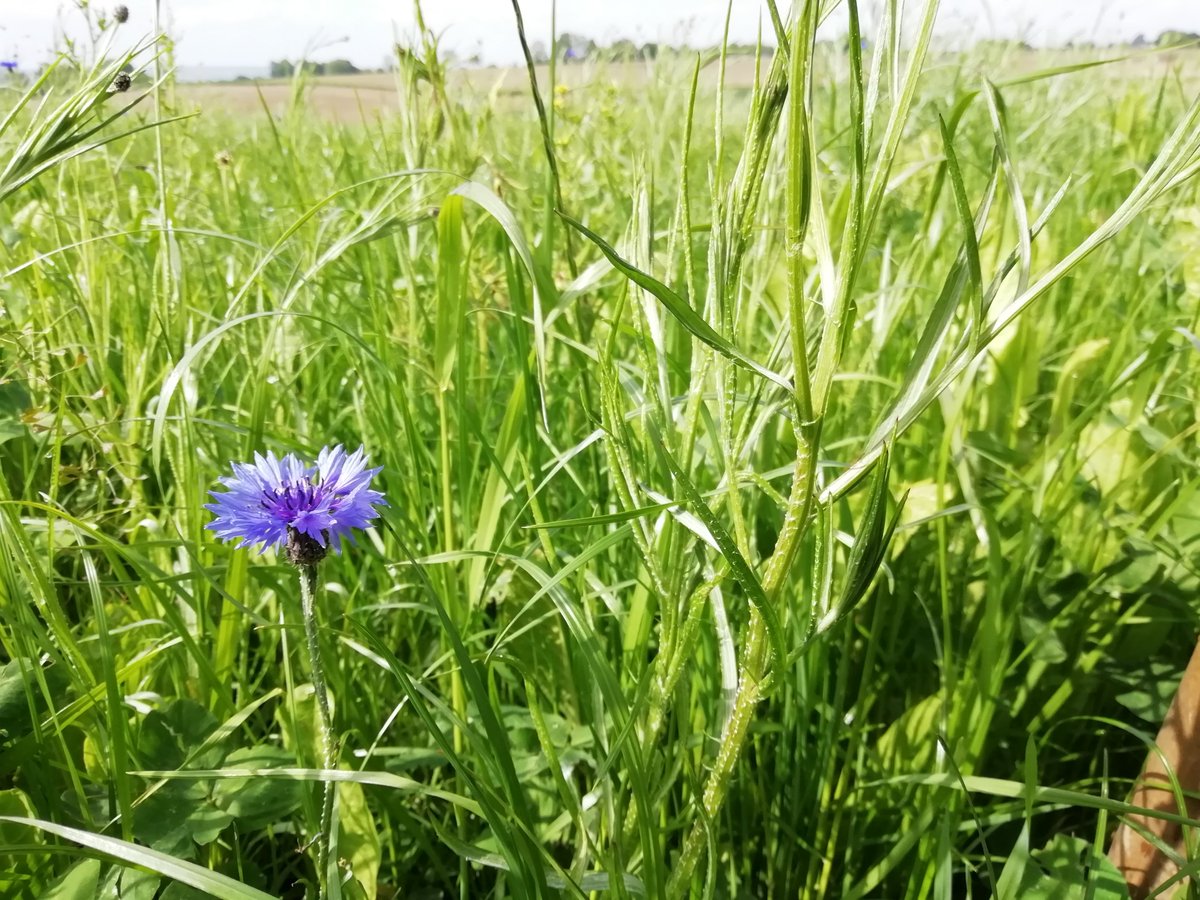 FransBlezer's tweet photo. Kruidenrijke akker groeit goed in de koude en natte meimaand. 'Overdaad' aan korenbloem en klaproos. De #natuurinclusieve helpers zijn ook massaal aanwezig. @BiologischL @NatuurrijkLB https://t.co/U4bjuB2fmM