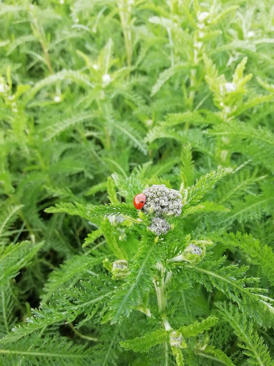 FransBlezer's tweet photo. Kruidenrijke akker groeit goed in de koude en natte meimaand. 'Overdaad' aan korenbloem en klaproos. De #natuurinclusieve helpers zijn ook massaal aanwezig. @BiologischL @NatuurrijkLB https://t.co/U4bjuB2fmM