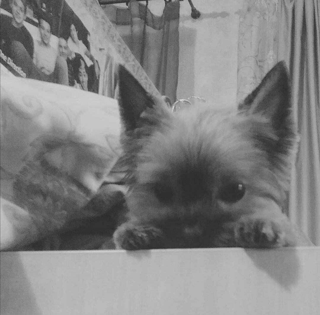 wildflowor's tweet image. Буду вечно любить тебя и помнить, моя малышка💔🖤
Спи спокойно🕯️😖
Тимур Файзутдинов. Фаза. Навечно в  нашей памяти и в наших сердцах 🖤🕯️😟