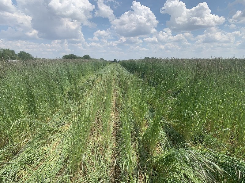 BecksHybrids's tweet photo. Ever wonder which closing wheels are best suited for planting into cover crops? 🧐
 
Well we are testing just that this year in our new Closing Wheel Cover Crop study! Stay tuned this summer and fall as we try to figure out the answer. #BecksPFR #OHPFR https://t.co/DAFDXaL5nQ