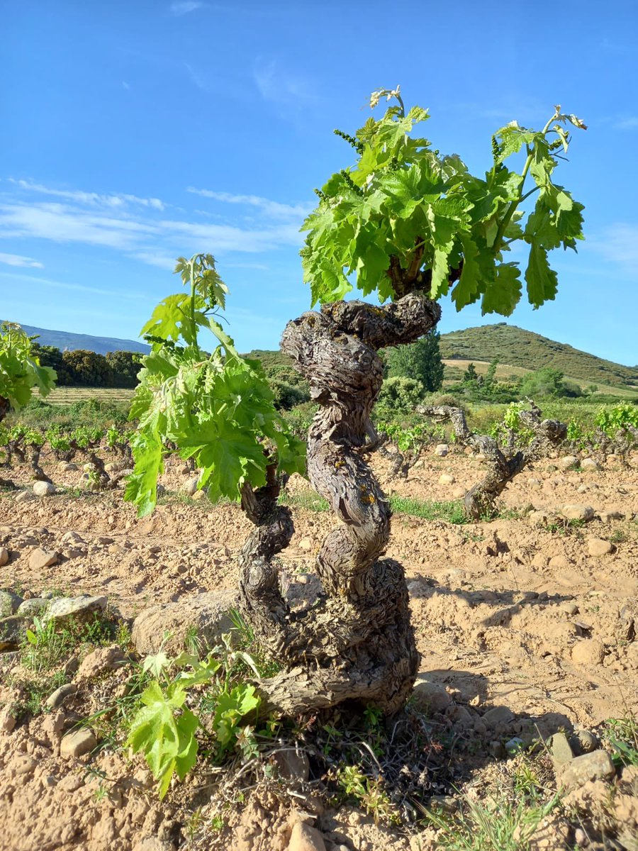 Bodegas Corral, Don Jacobo tweet media