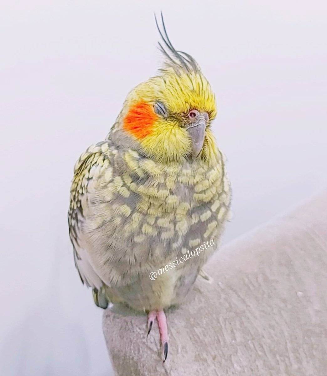 messicalopsita's tweet photo. Modo 🦉 ativado por aqui... 🥰❤

#fofuras #cutebirds #cutie #cuties #cockatielbaby #cockatielofinstagram #cockatielsofinsta #cockatielsoftheworld #cockatielgram #pets #messi #neymar #futebol #soccer #esporte https://t.co/UveThRcTSB