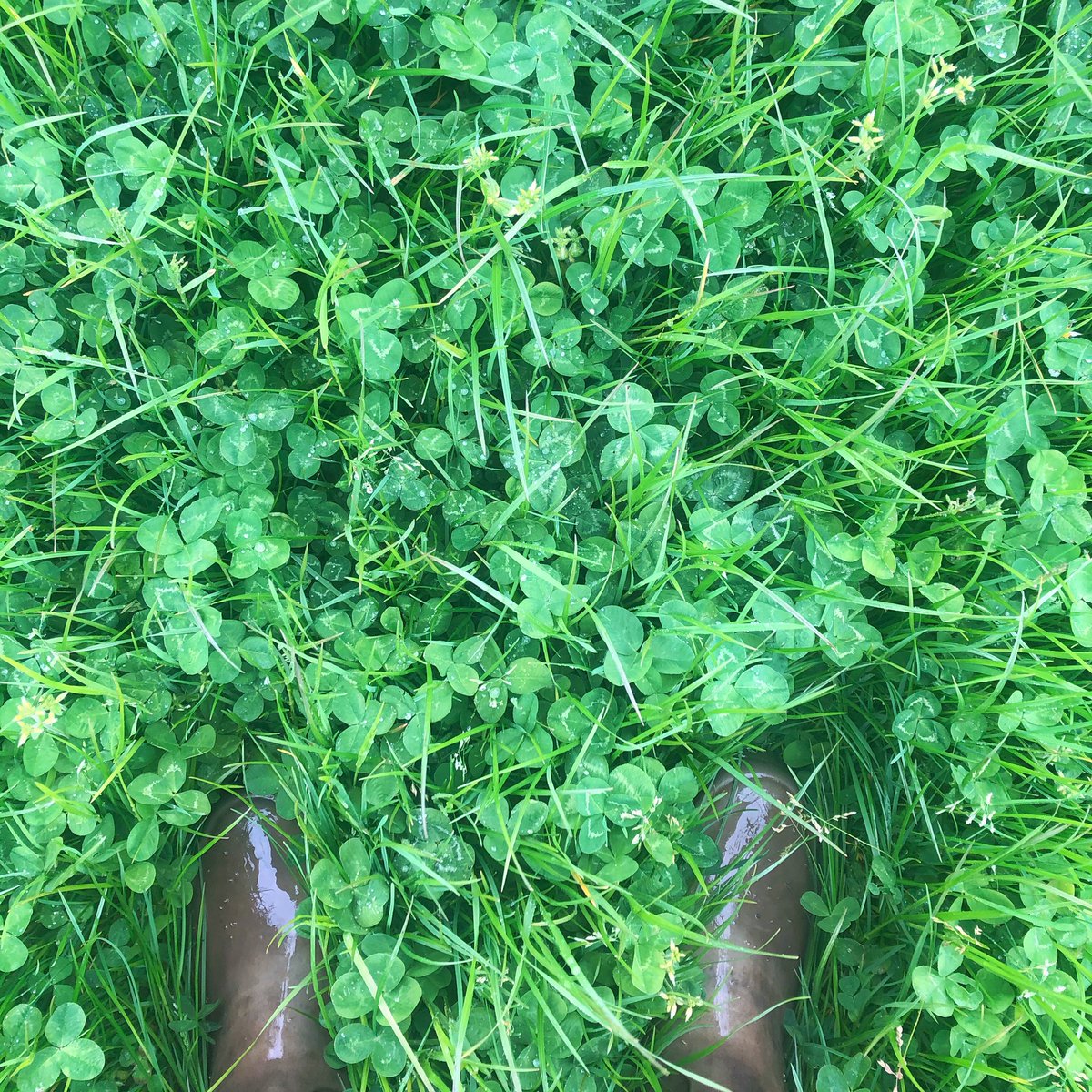 beefshorthorn's tweet photo. I would say the work on PH’s is working @SoilEssentials
Pretty pleased with this @WatsonSeeds 🌱 https://t.co/OpZuVSyqaF