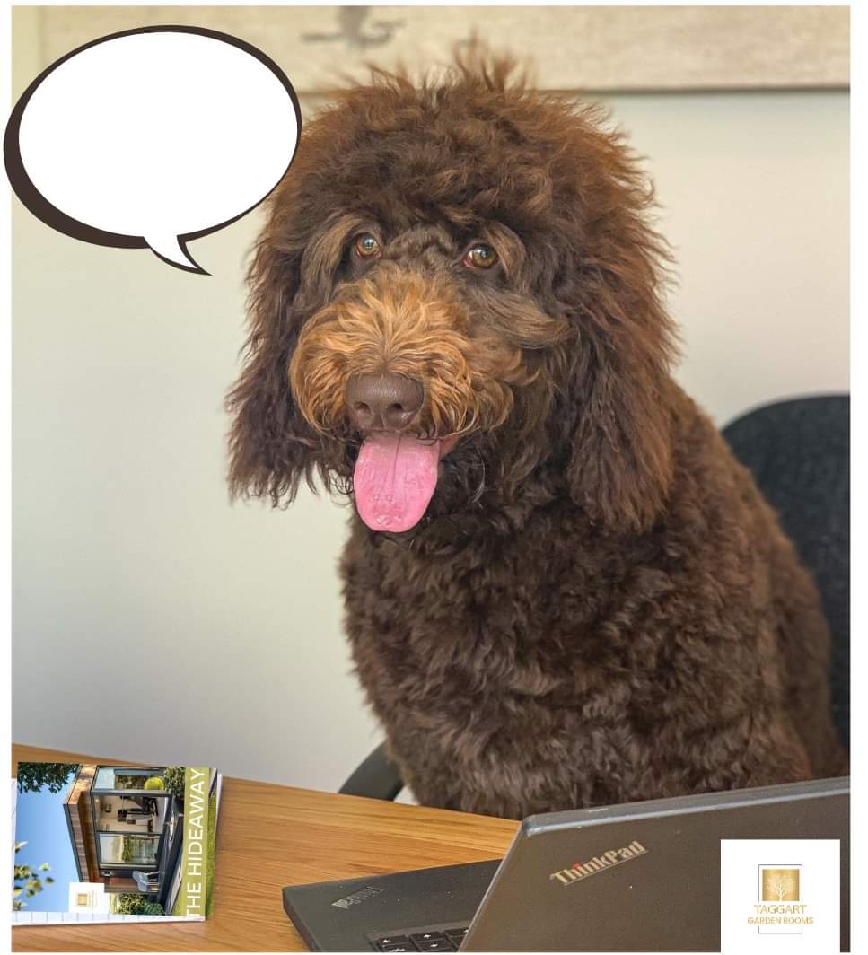 TaggartHomes's tweet photo. Check out #taggartgardenrooms #meetroger campaign over on #fb.
#separationanxiety leaving your pet is very real after lockdown. Another great reason to #WFH 
Visit https://t.co/QsHp6ILFFN for solutions 🐕 https://t.co/r9jRVANHzI