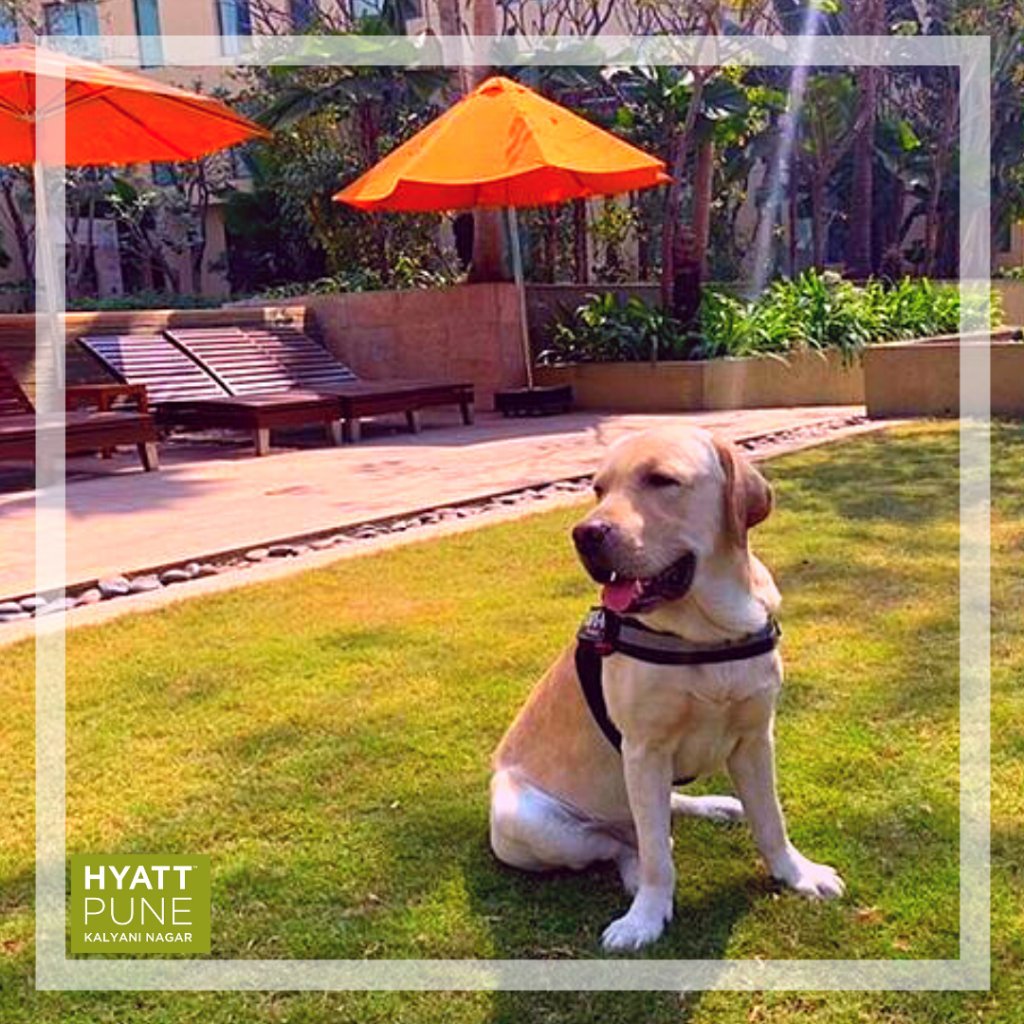 HyattPune's tweet photo. Our #PetFriendly staycations are the bliss your furry buddy deserves. Catch a glimpse of Max, lounging at #HyattPune green environs
Book your #Petcation with us now. Call Srivatsa 9158897656
#HyattPuneStaycation #WorldOfHyatt #HyattCares #PetsOfInstagram https://t.co/Xc62xMQJbX