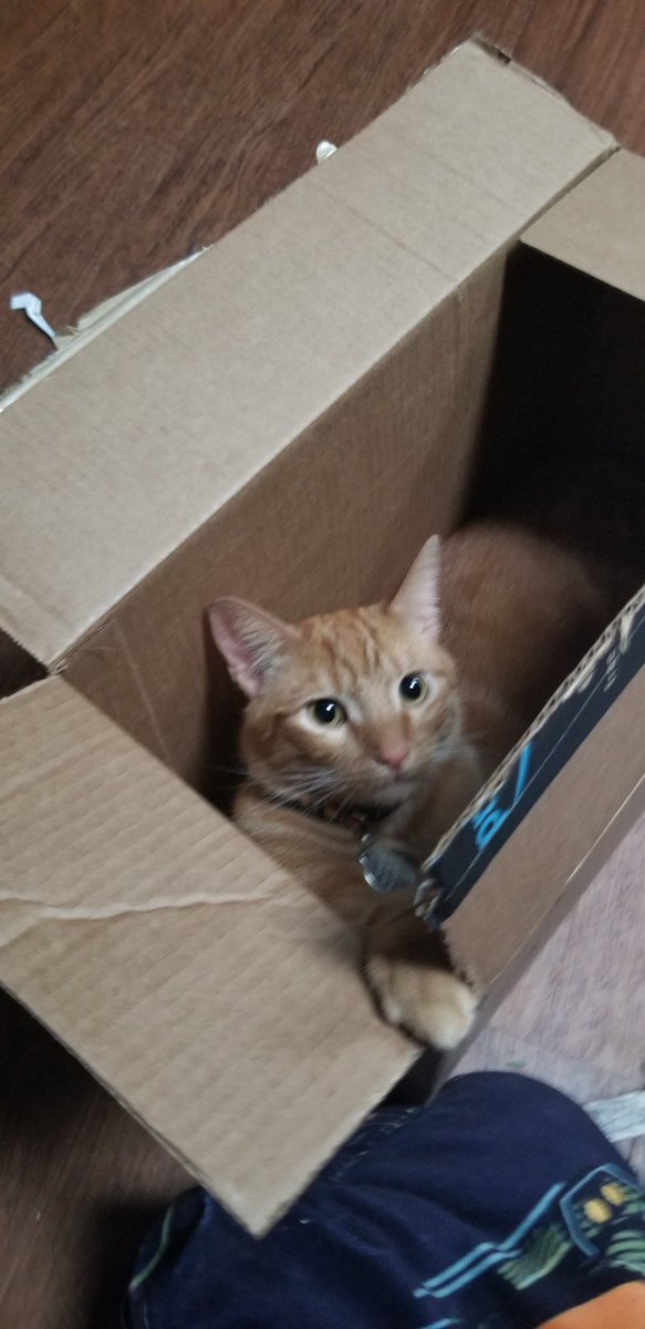 dose_pumpkin's tweet photo. New Rule; you must always have a box when you have a cat. https://t.co/n1FhfDDlAb