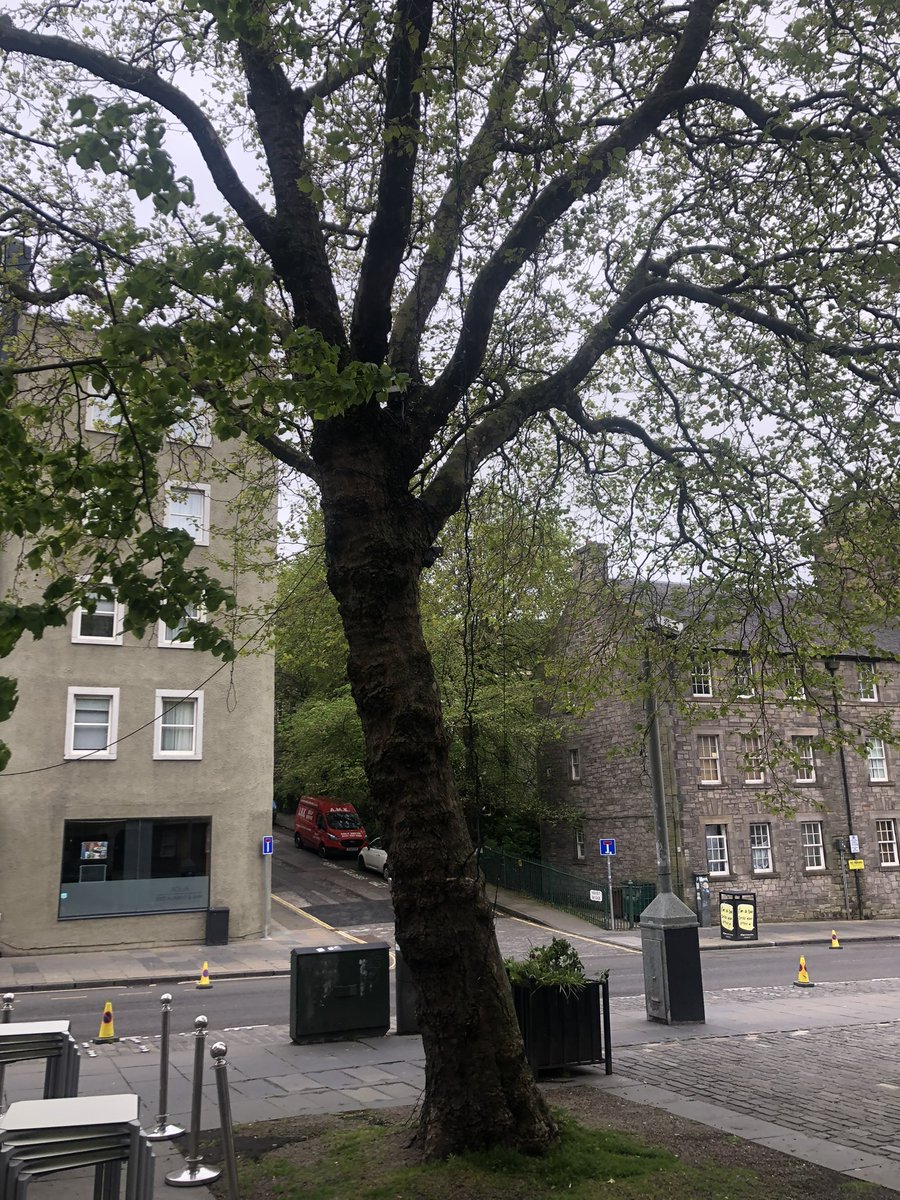 olivierodining's tweet photo. @edinhelp  hi not sure which department covers this but lights are now dangerously low. Below head height, a drunk will most likely pull them down.
Kind regards,
Paul https://t.co/nv3QC9BrCV