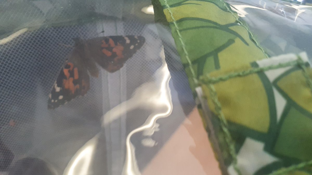 Amber_Ruby_PPS's tweet photo. 🦋Look, our caterpillars have metamorphosed into butterflies! The red liquid you see is called meconium this is the leftover part of the caterpillar that was not needed to make the butterfly.🦋 https://t.co/aU7hvFweiF