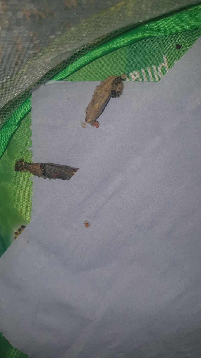 Amber_Ruby_PPS's tweet photo. 🐛 Our caterpillars have built cocoons around themselves as a protective structure. Inside they pupate and metamorphose into their adult winged form!🐛 https://t.co/GjJ4Bi29si