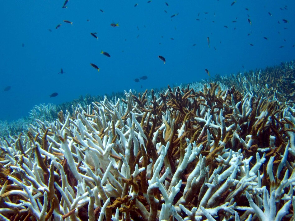 davebard's tweet photo. worried their kids will inherit dead #coral reefs, scientists urge bold action https://t.co/ttpmGJSmPZ #oceanacidification #climate #climatechange #coralbleaching https://t.co/vJRqWxD6ia