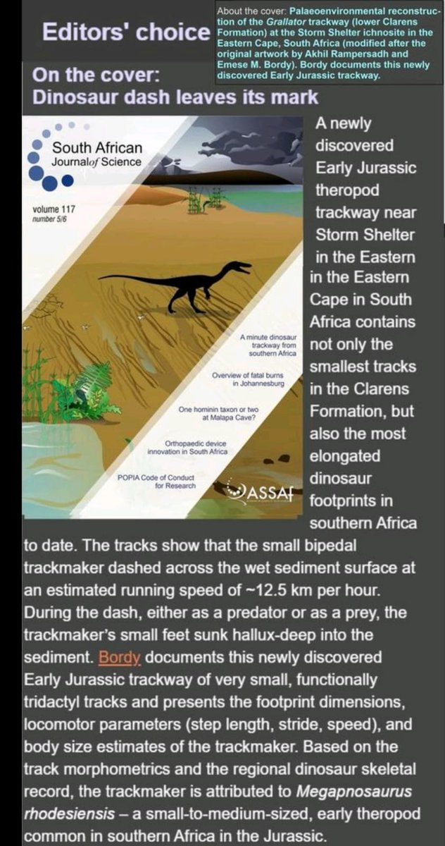 LaraSciscio's tweet photo. Little #theropod dashing across the early #Jurassic sands... and a #hallux impression consistly made to boot. Another cool Karoo story @EmeseBordy 🐾🦖 #ichnology https://t.co/NLQhDbbLKK