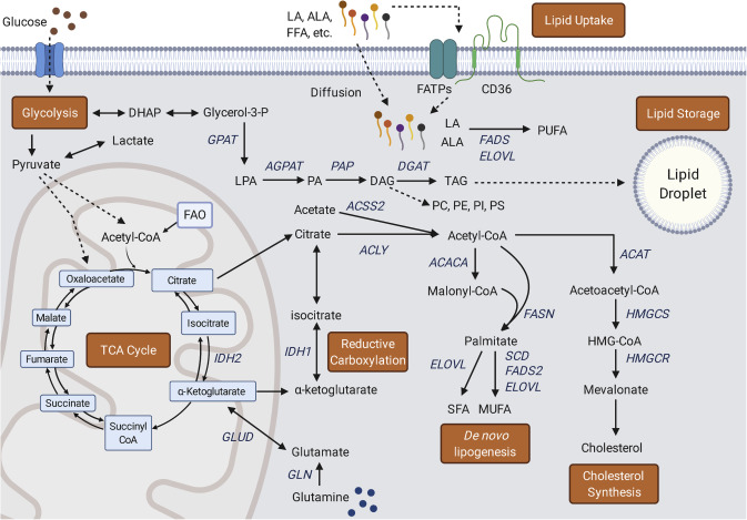 Muñoz-Pinedo/Ernest Nadal - PRETT lab (@apoptosislab) on Twitter photo @FendtLab <a href="/Dev_Cell/">Developmental Cell</a> <a href="/LinzInProgress/">Lindsay</a> <a href="/SwinnenJohan/">Johan Swinnen</a> I love when people bother to make figures like this - great for teaching people that have forgotten (or never studied) biochemistry @FendtLab <a href="/Dev_Cell/">Developmental Cell</a> <a href="/LinzInProgress/">Lindsay</a> <a href="/SwinnenJohan/">Johan Swinnen</a> I love when people bother to make figures like this - great for teaching people that have forgotten (or never studied) biochemistry