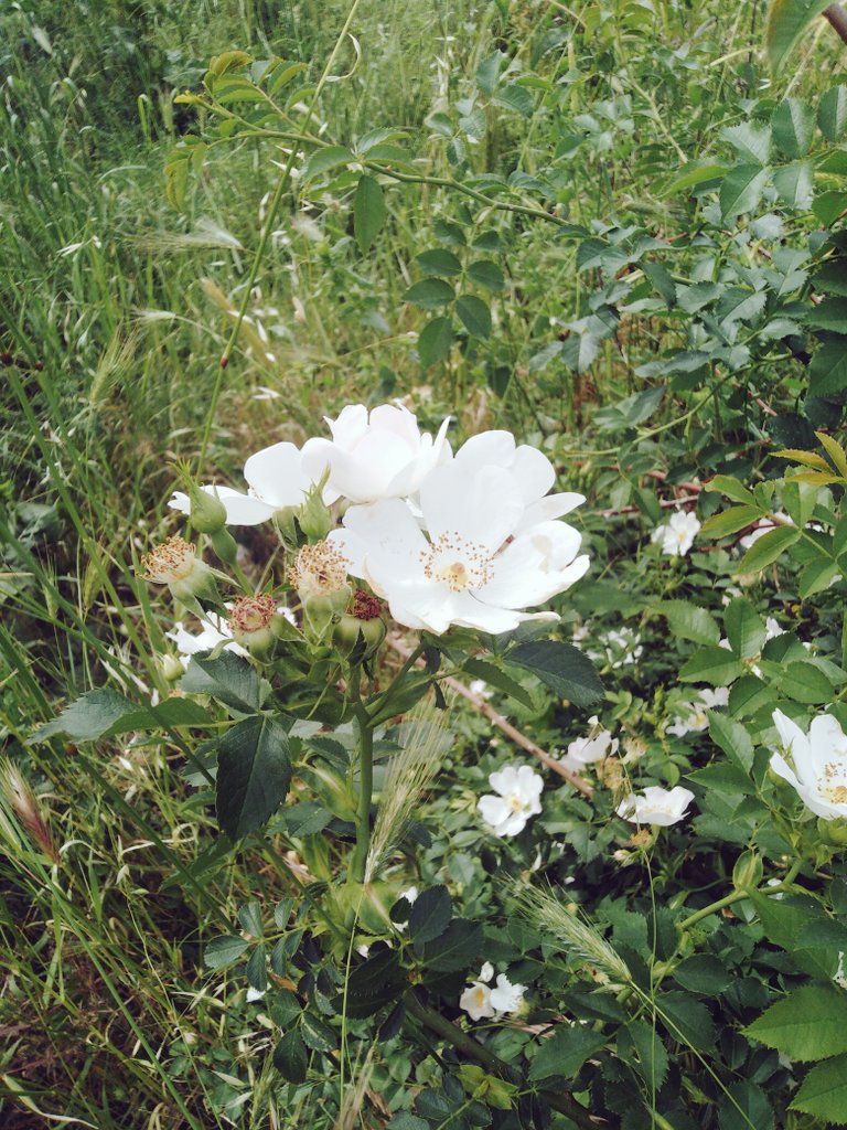 Seni hak edenin yanında olmak gerekir....... 🌺 🌼