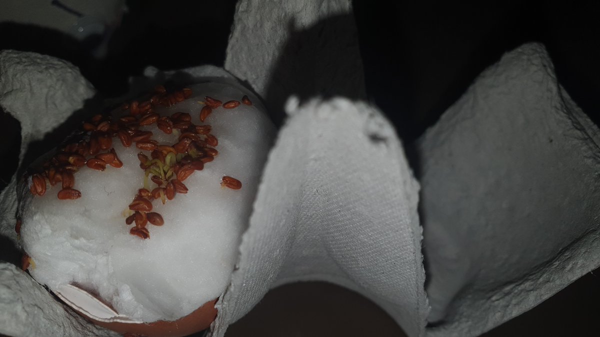 Amber_Ruby_PPS's tweet photo. 🥚We have been growing cress seeds in egg shells.🥚 https://t.co/wqHORgC9Zm