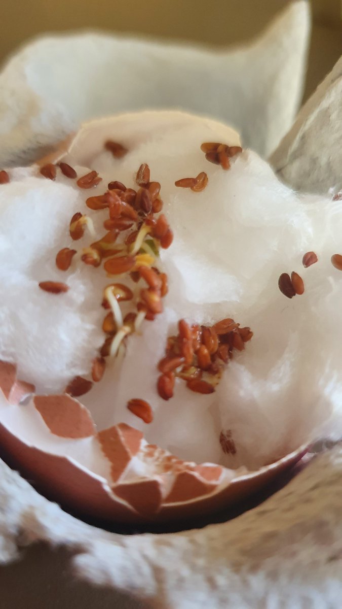 Amber_Ruby_PPS's tweet photo. 🥚We have been growing cress seeds in egg shells.🥚 https://t.co/wqHORgC9Zm