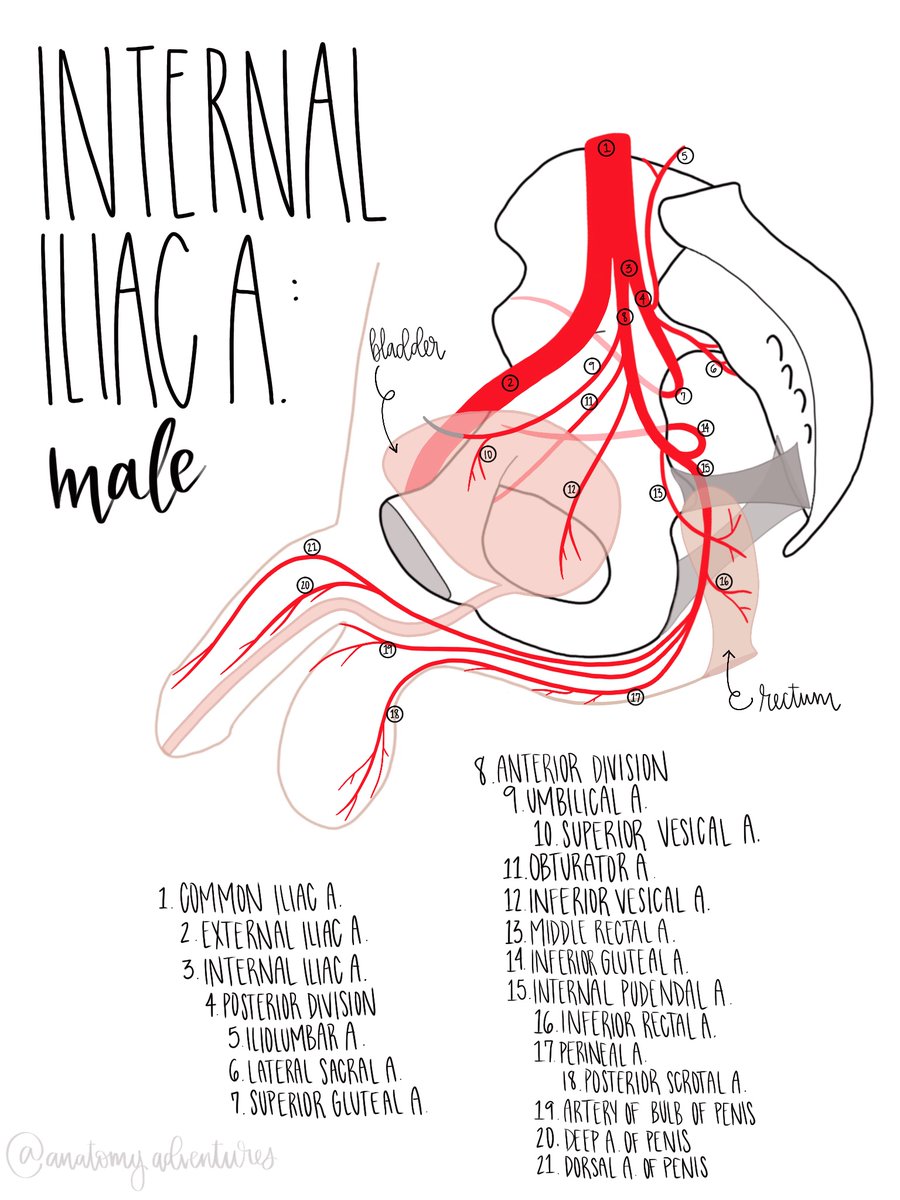 rodsquadpod's tweet photo. Male Internal Iliac drawn by my school’s anatomy fellow @anat_adventures Follow her IG:@anatomyadventures! #uroanatomy #urology #anatomy #anatomyart #anatomystudy #drawing #sketch #art #humananatomy https://t.co/JZH7I1imlD