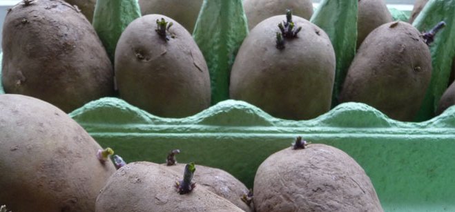 Amber_Ruby_PPS's tweet photo. 🥔 We are growing Lady Christl and Charlotte potatoes. We started a process called chitting which prepares the potatoes. We then transferred them to a black box container. Watch this space....🥔 https://t.co/h4mZ4avjl9